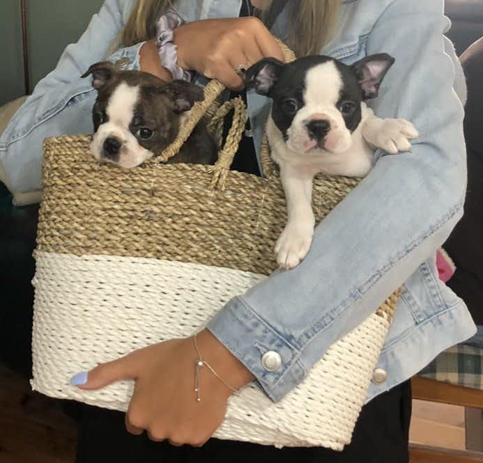 Two Boston Terrier puppies in a basket